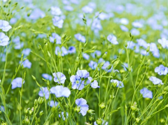 flax plant flowering in the fields