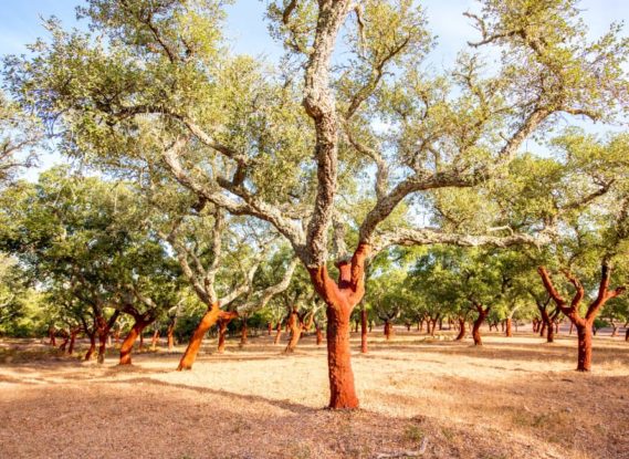 cork oak forest