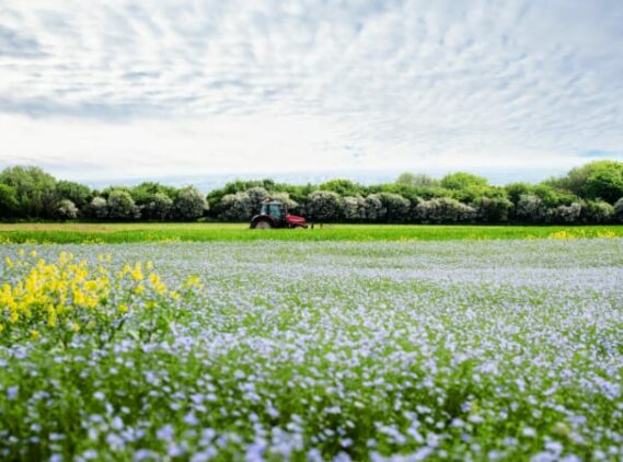 linen flax fields